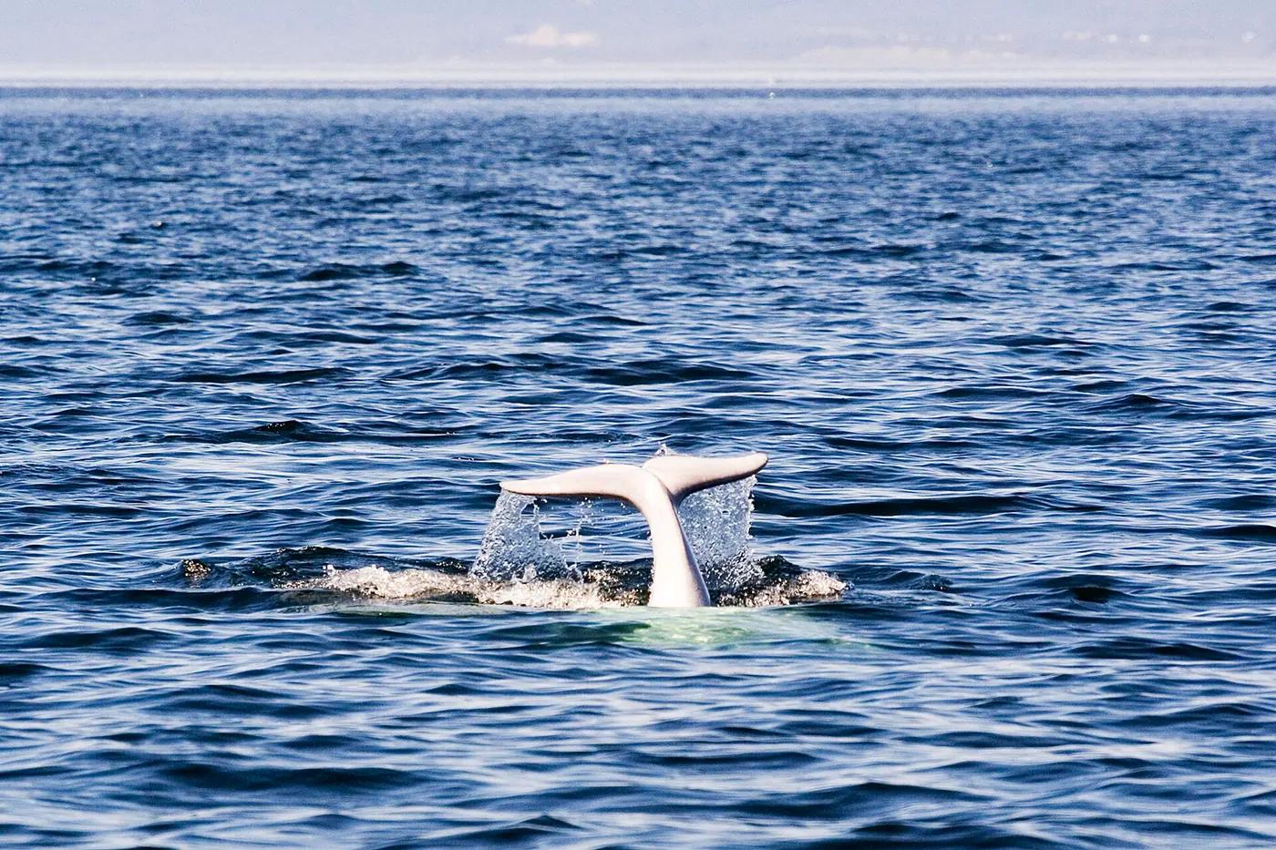 A beluga whale surfacing in the St. Lawrence estuary near Tadoussac, Quebec