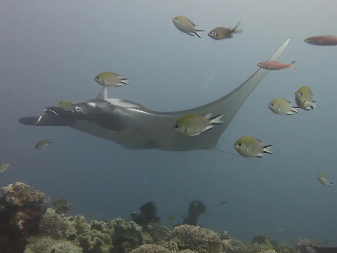A reef manta ray gliding over the cleaning station at Manta Sandy, Raja Ampat