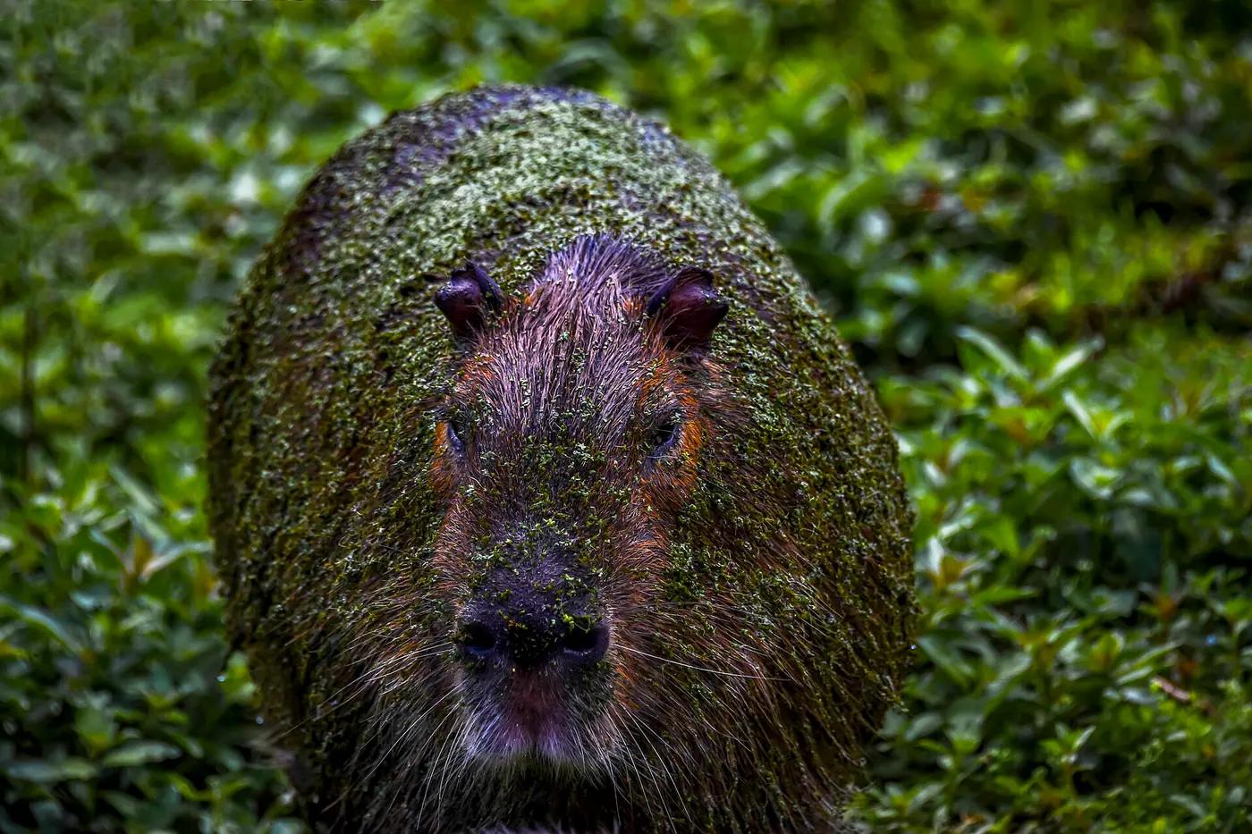 A capybara grazing on the edge of the Taim marshes in Rio Grande do Sul