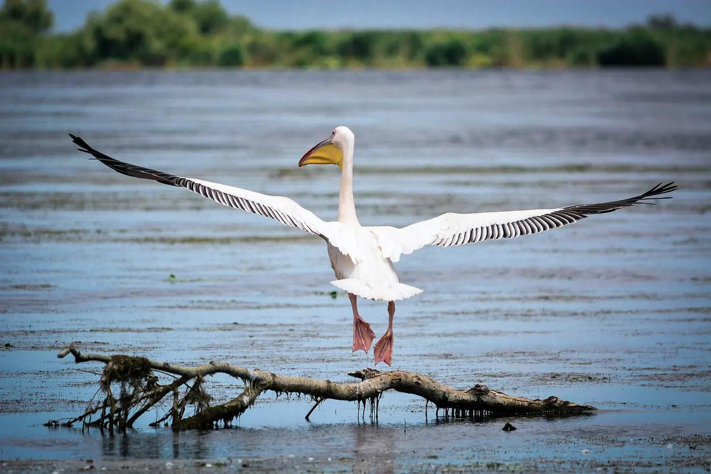 Great white pelicans in the Danube Delta, Romania