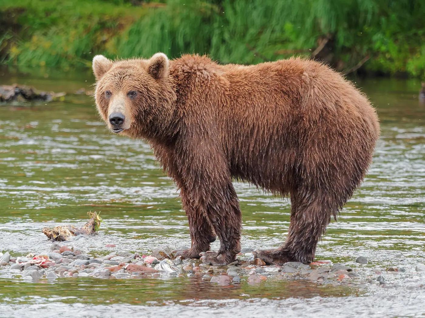 A Kamchatka brown bear standing in a salmon river in Kamchatka, Russia
