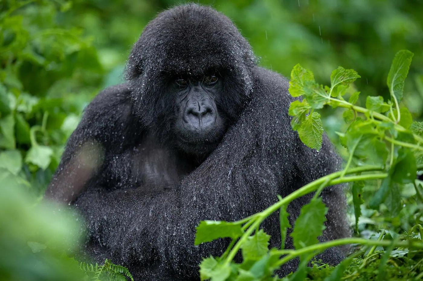 A mountain gorilla family in Volcanoes National Park, Rwanda