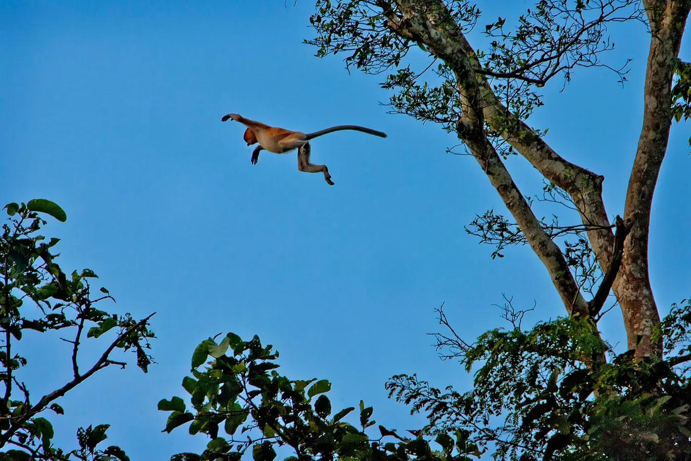 A proboscis monkey in riverside trees along the Kinabatangan River, Sabah