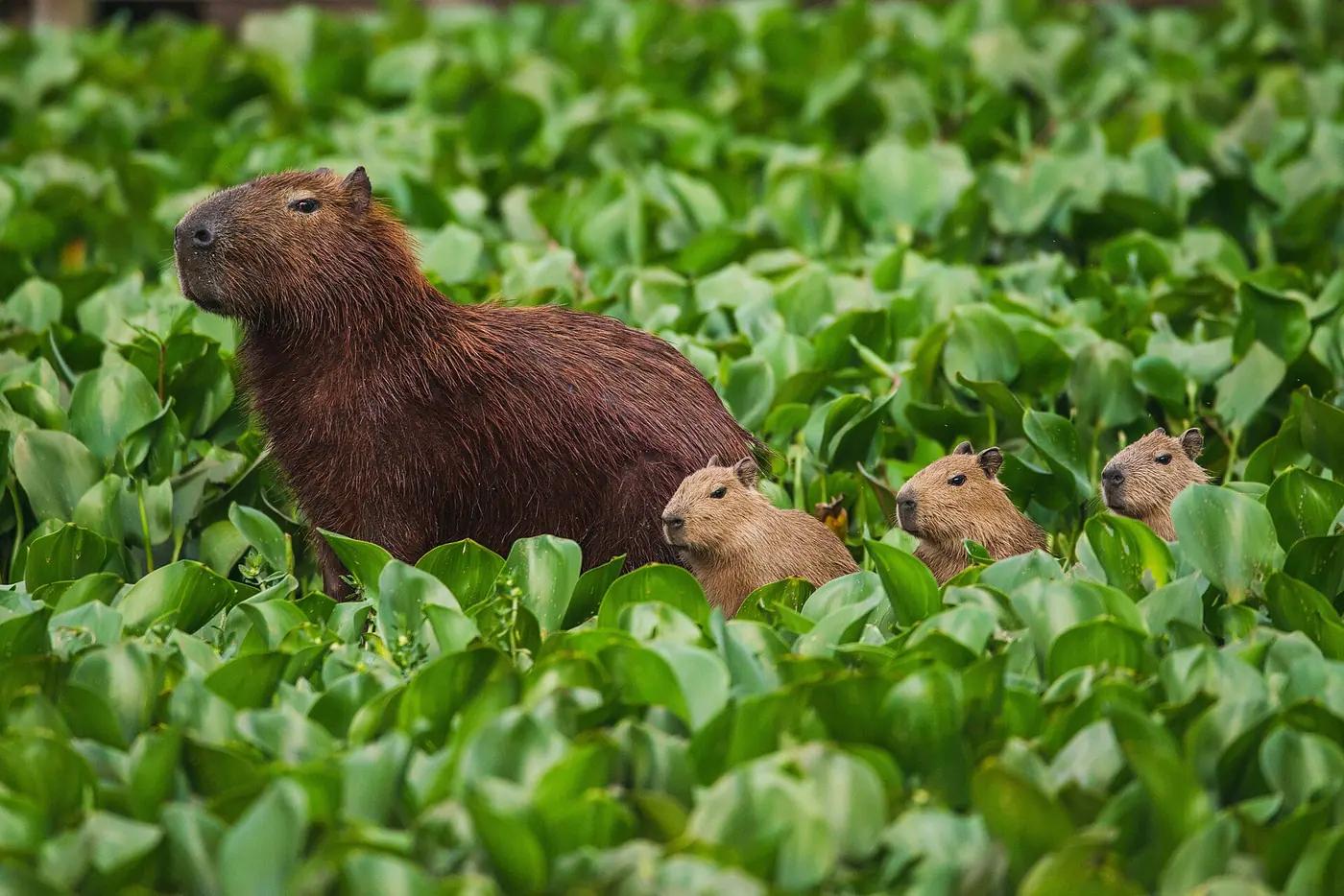 Capybaras grazing on the bank of the Pinheiros river in São Paulo