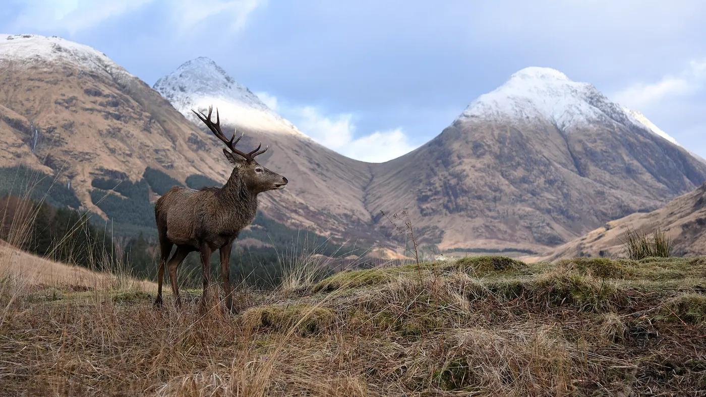 A red deer stag on open moorland in the Scottish Highlands