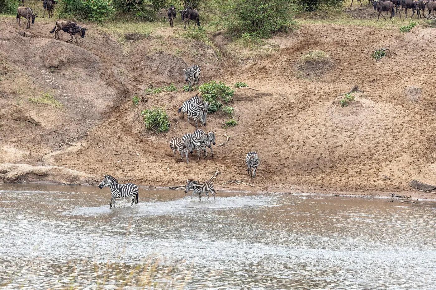 Wildebeest herds on the Serengeti plains during the great migration, Tanzania