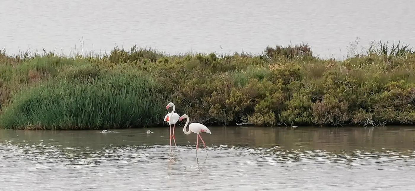 Greater flamingos wading in the Vendicari lagoon near Noto, Sicily