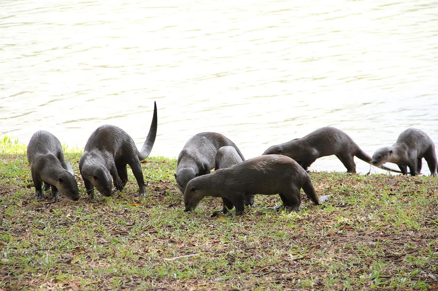 A family of smooth-coated otters foraging on the bank at Jurong Lake Gardens, Singapore