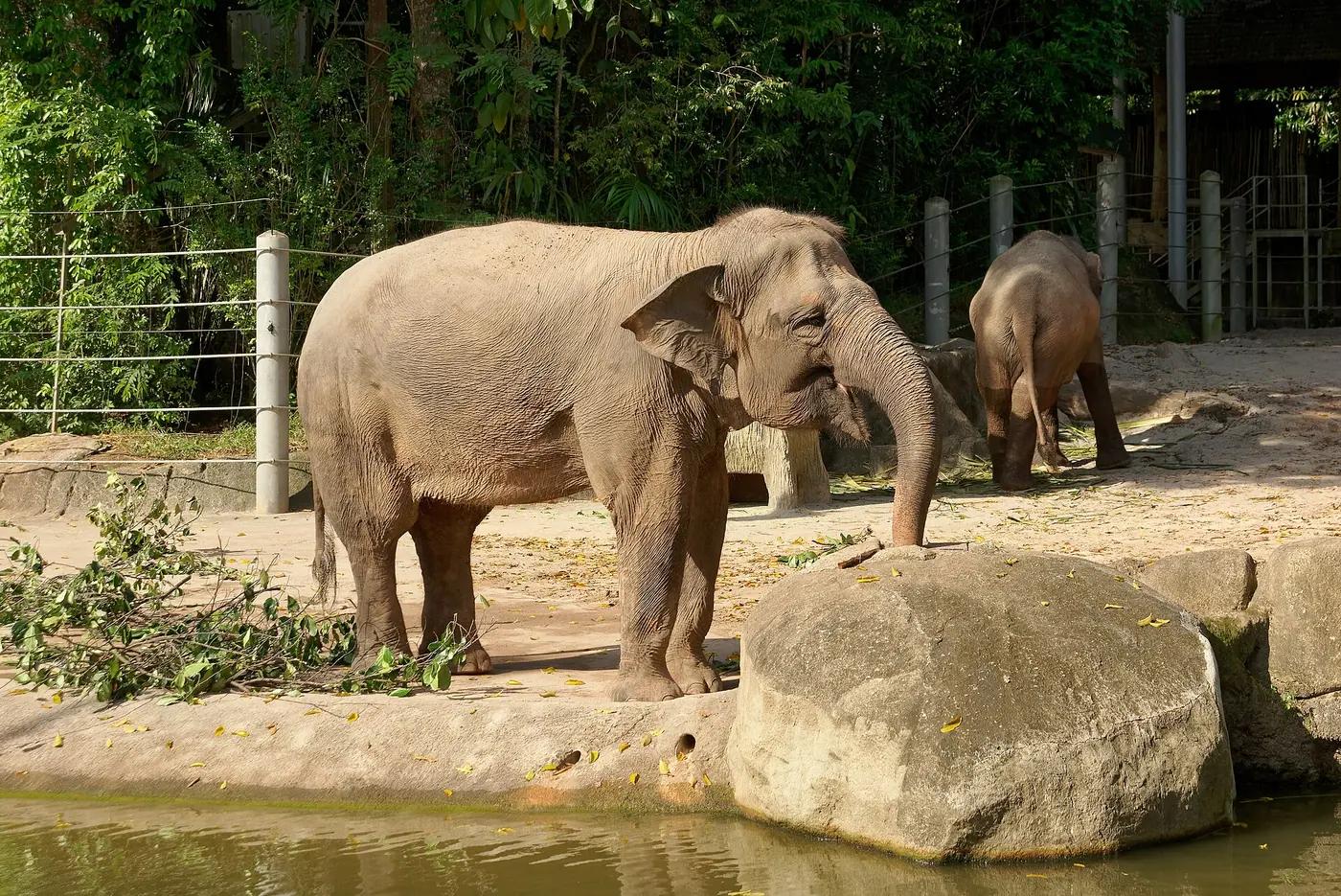 Asian elephants in their enclosure at Singapore Zoo