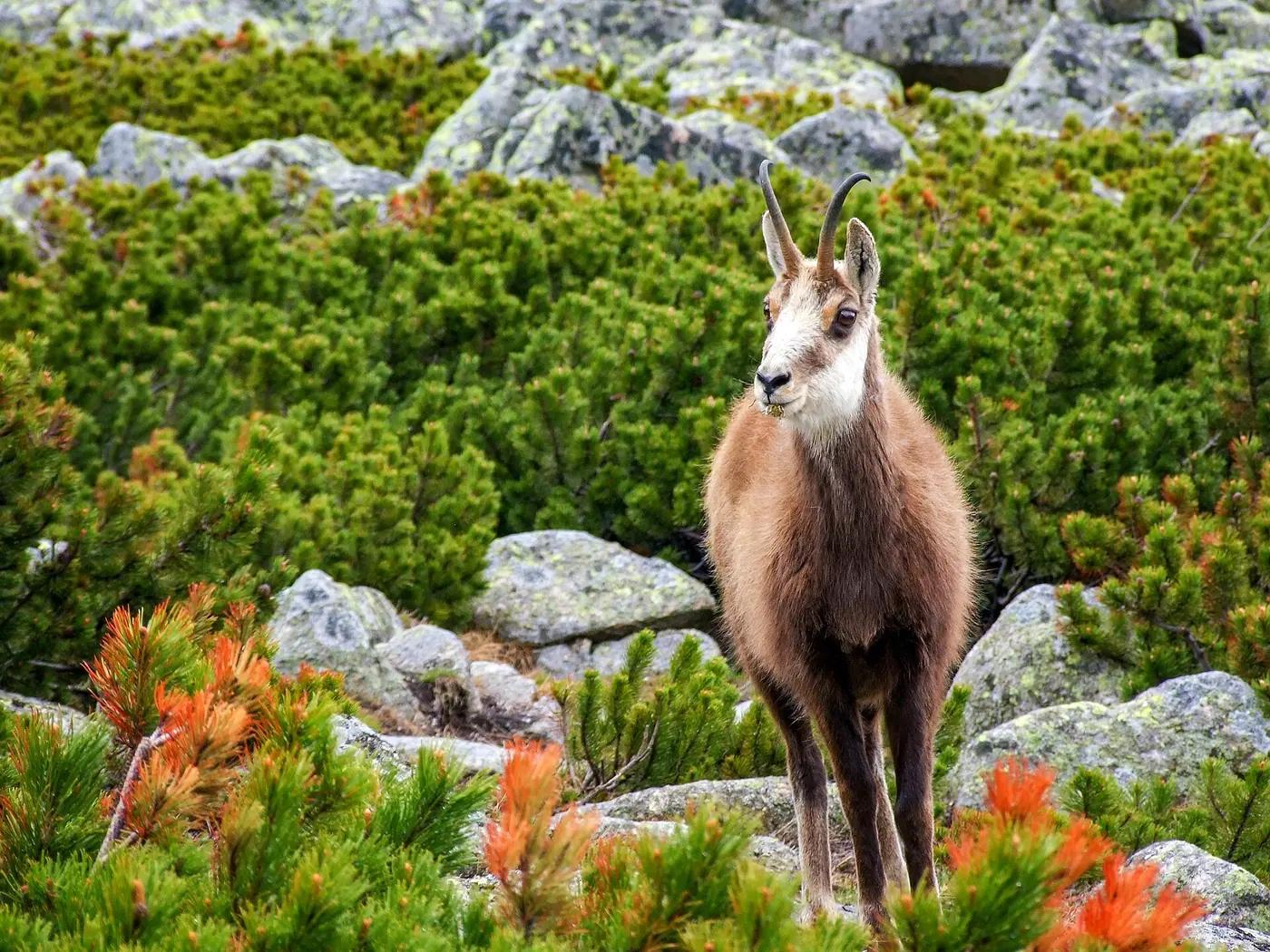 A Tatra chamois standing on a rocky ridge in the High Tatras, Slovakia
