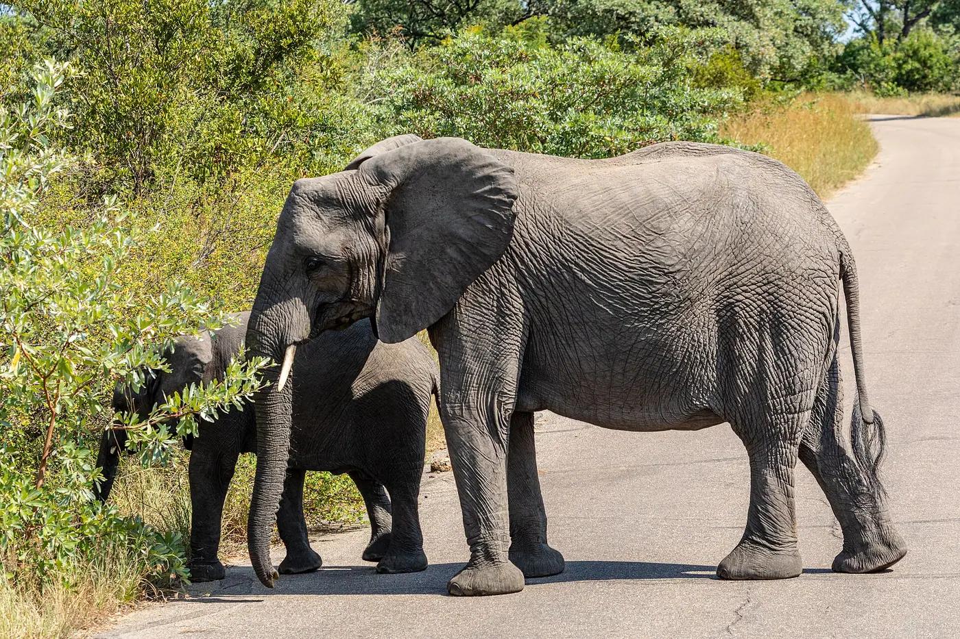 An African elephant and calf crossing a road in Kruger National Park, South Africa
