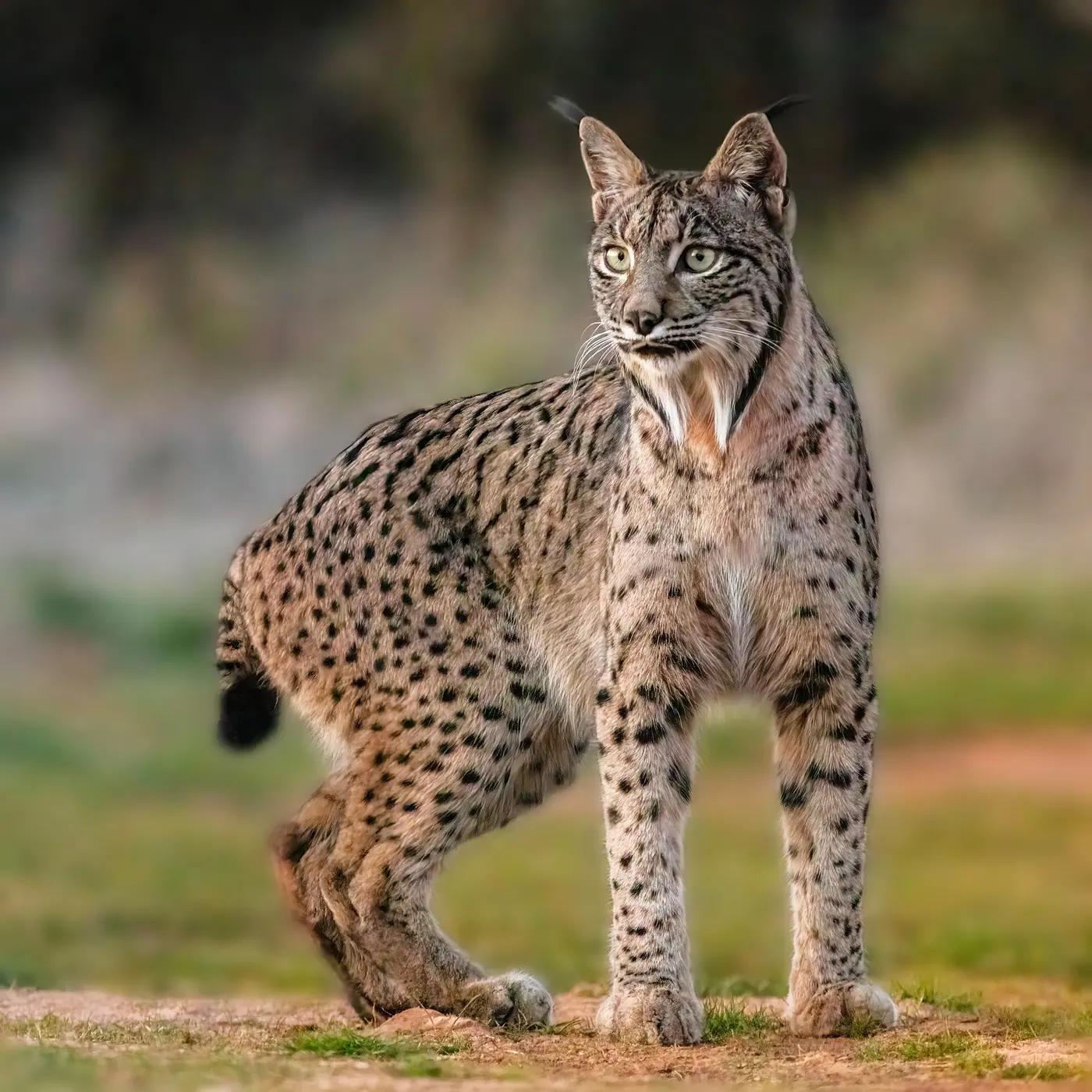An Iberian lynx at Almuradiel, Ciudad Real, Spain
