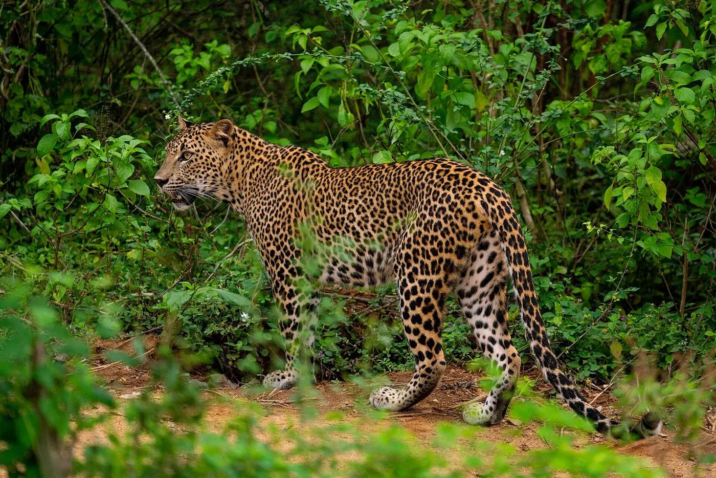 A Sri Lankan leopard at the forest edge in Yala National Park, Sri Lanka