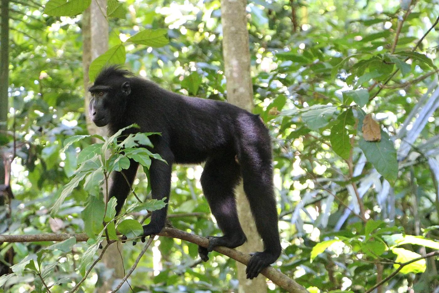 A Celebes crested macaque sitting on the forest floor at Tangkoko, North Sulawesi