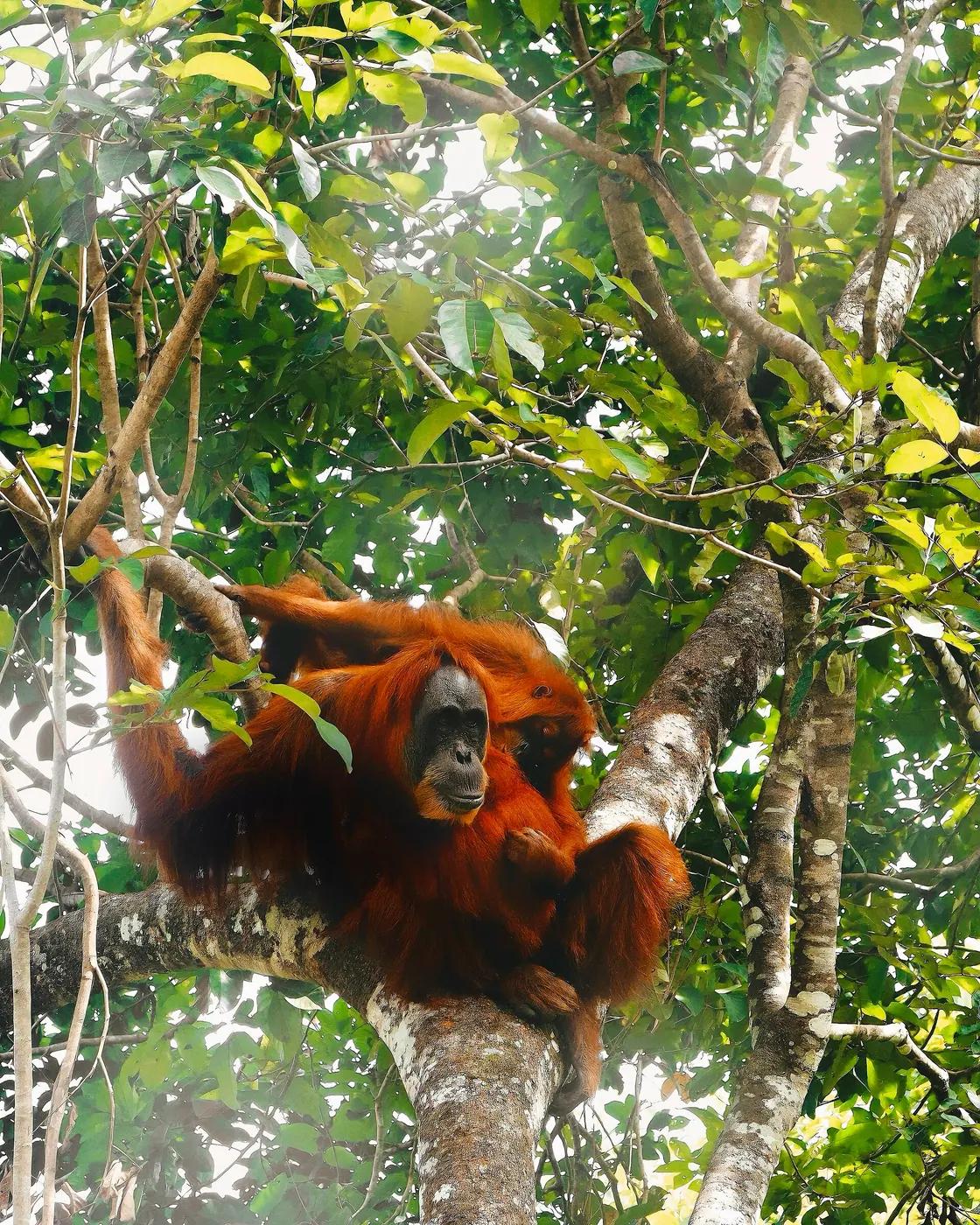 A Sumatran orangutan hanging in the forest canopy at Bukit Lawang, Gunung Leuser National Park