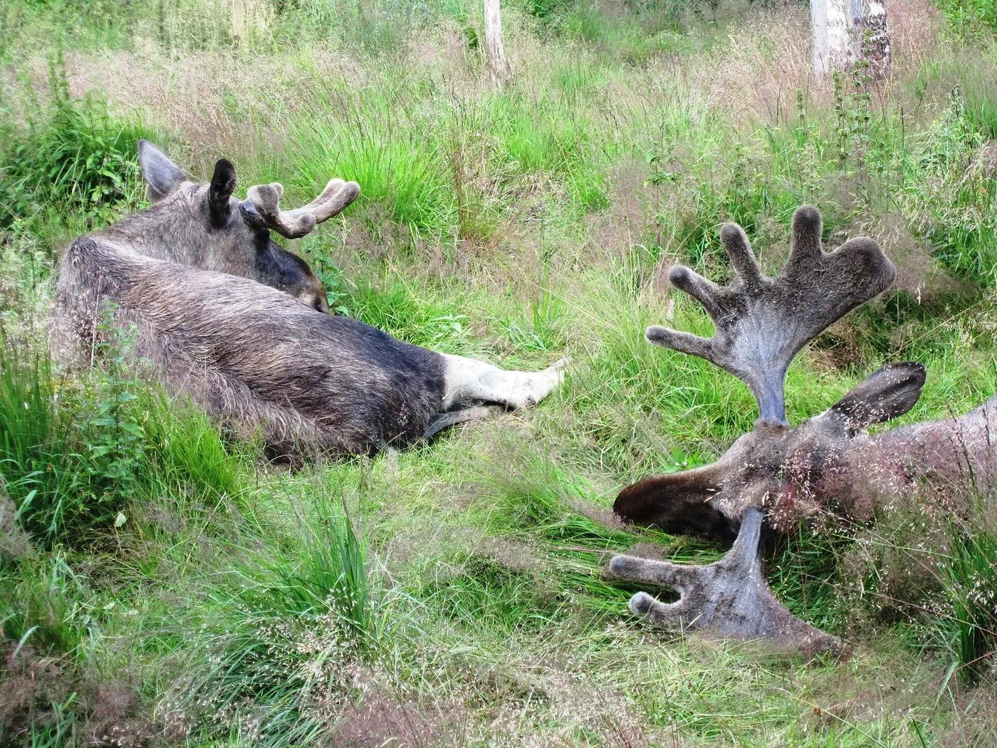A bull moose standing in a boggy forest clearing in Sweden