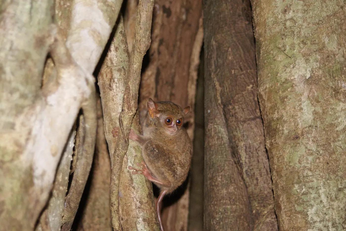 A spectral tarsier clinging to a branch at dusk in Tangkoko Nature Reserve