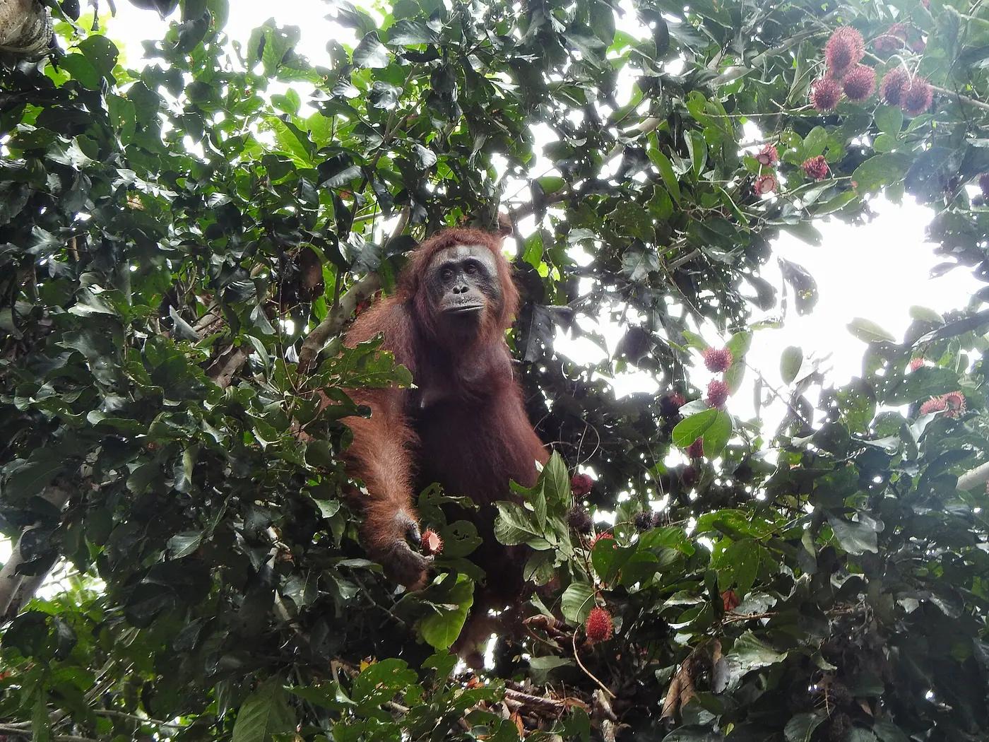 A Bornean orangutan at Camp Leakey in Tanjung Puting National Park
