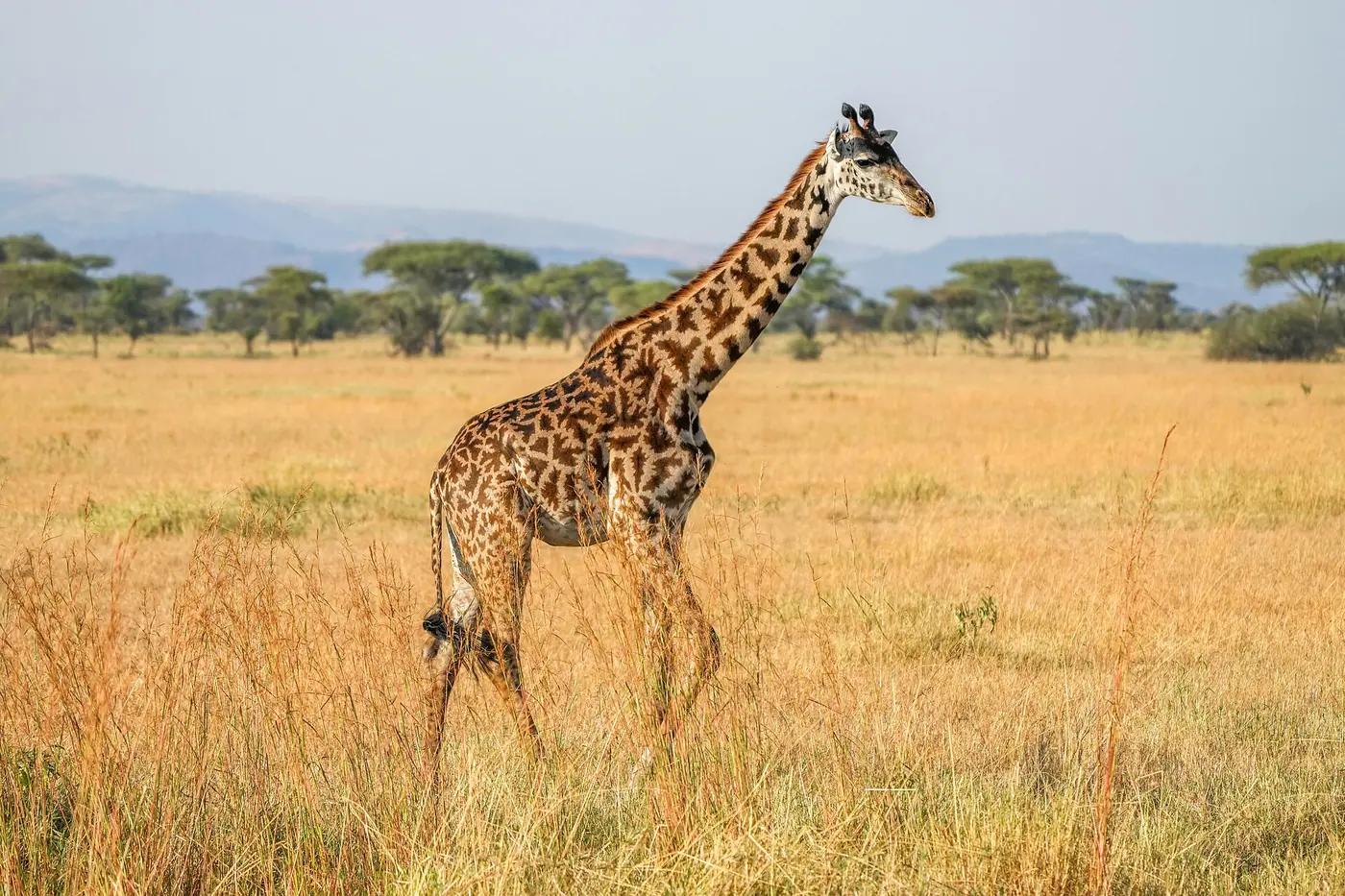 A Masai giraffe in golden grassland in Serengeti National Park, Tanzania