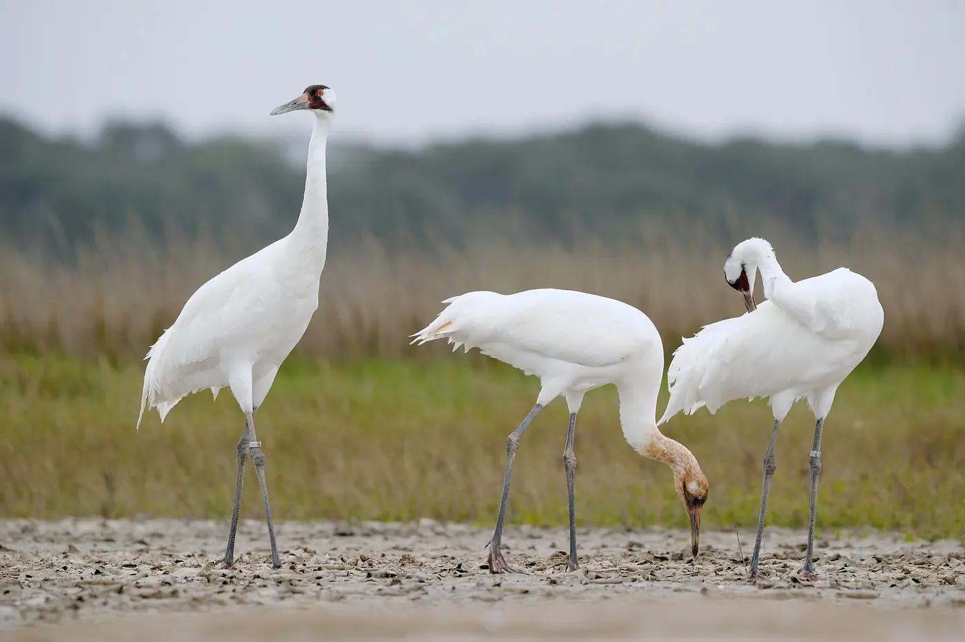 A whooping crane wading through salt marsh at Aransas National Wildlife Refuge, Texas