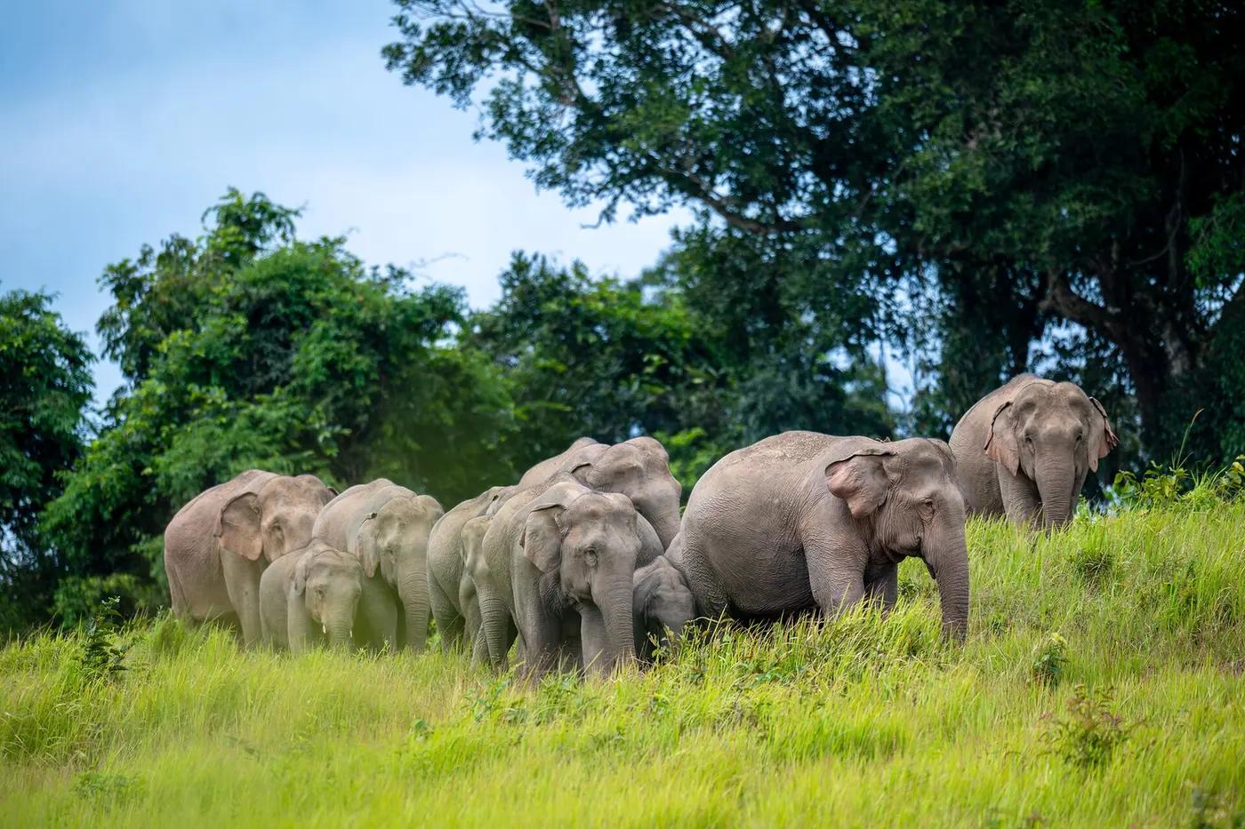 A herd of wild Asian elephants in Khao Yai National Park, Thailand
