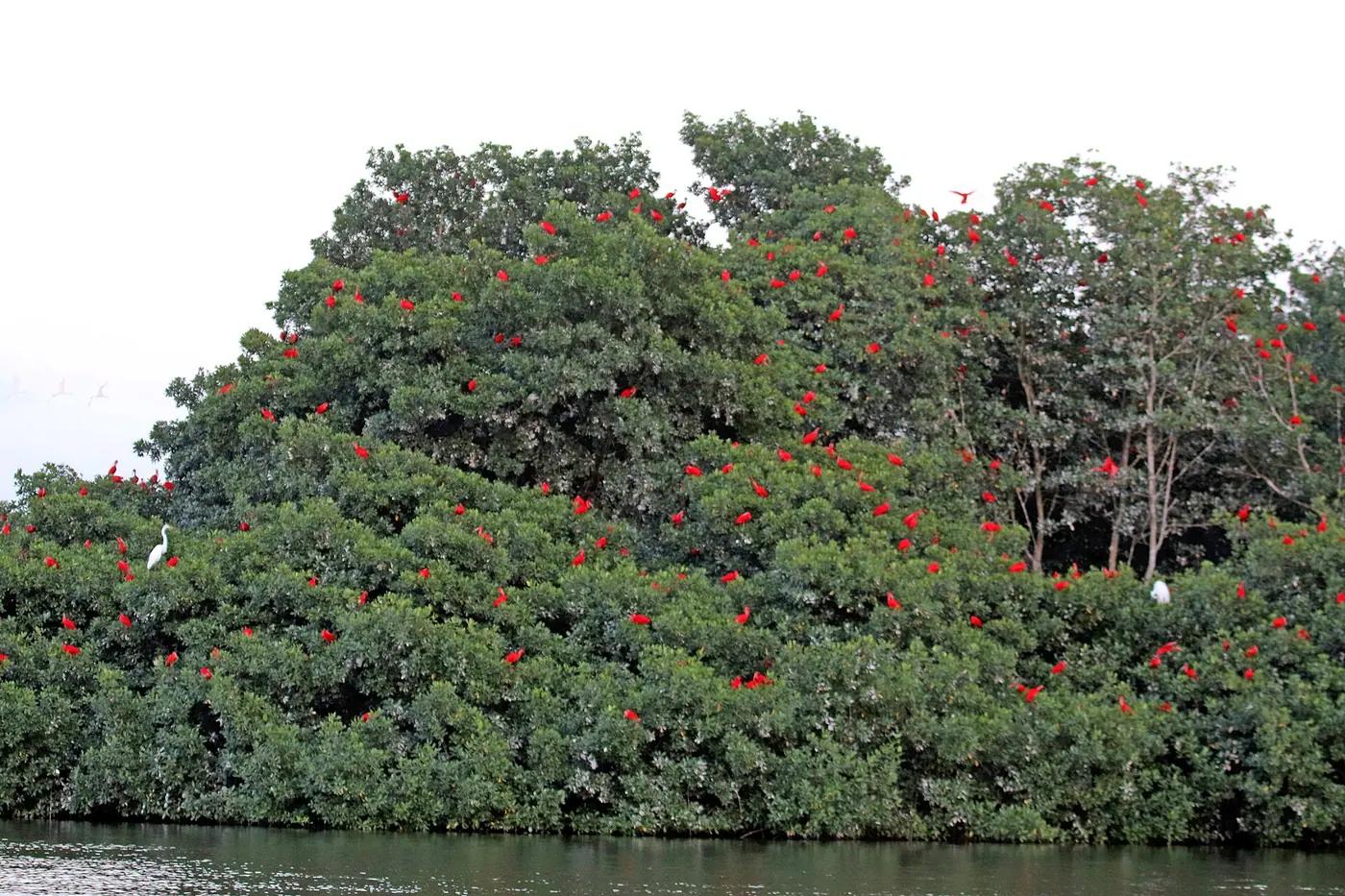 Scarlet ibis roosting in the Caroni Swamp, Trinidad