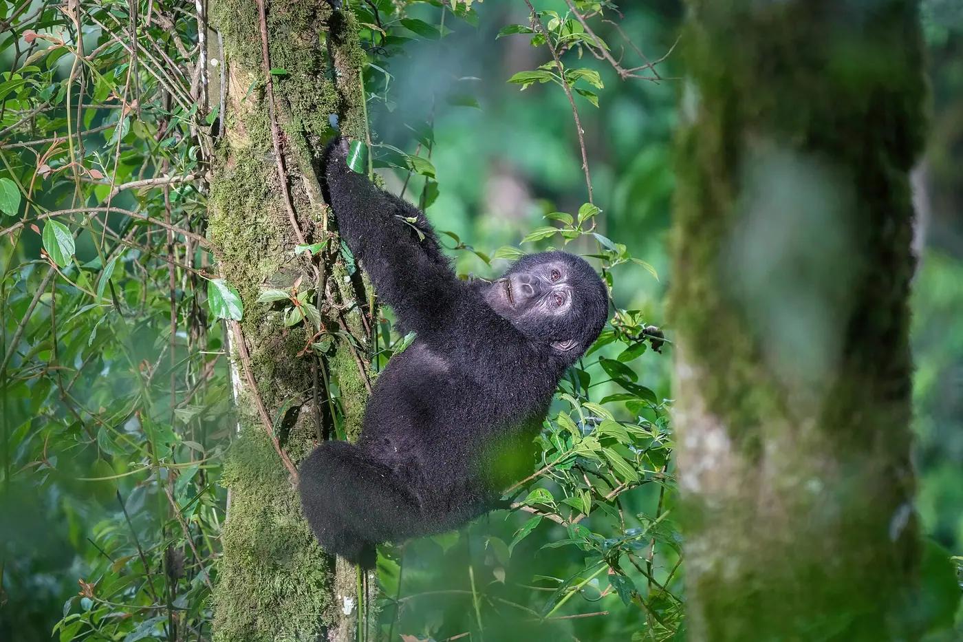 A mountain gorilla in the forest of Bwindi Impenetrable National Park, Uganda