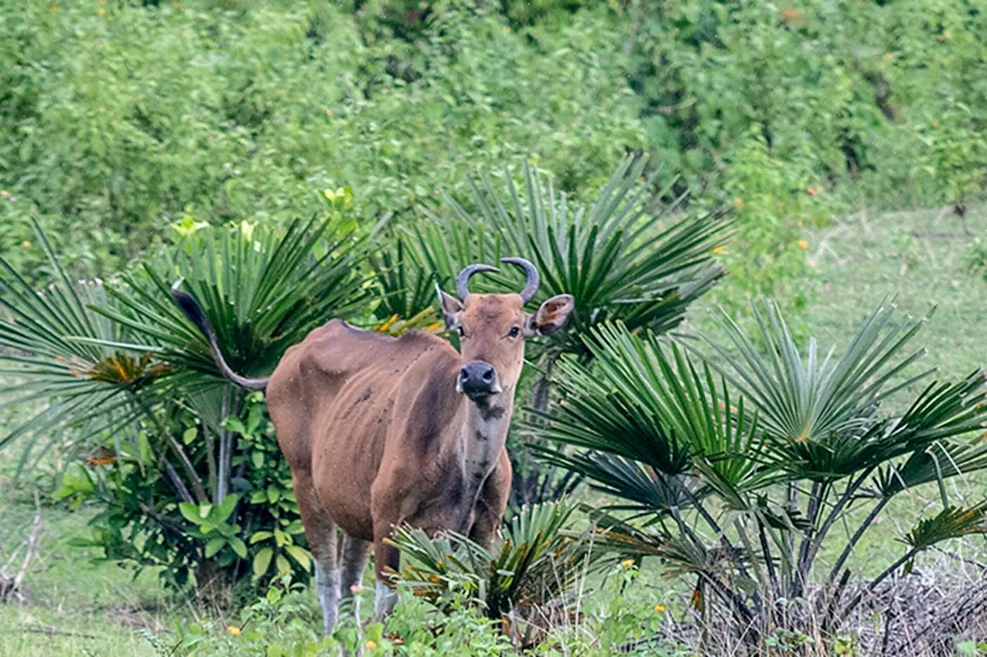 A wild banteng among palms in Ujung Kulon National Park, West Java