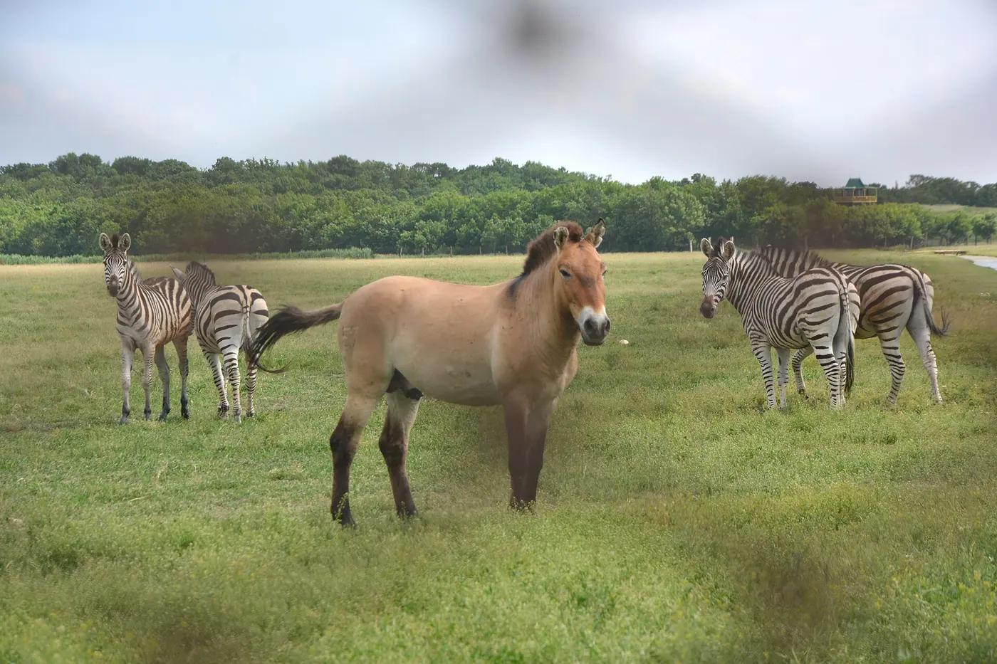 Przewalski's horses on the Askania-Nova steppe, Ukraine