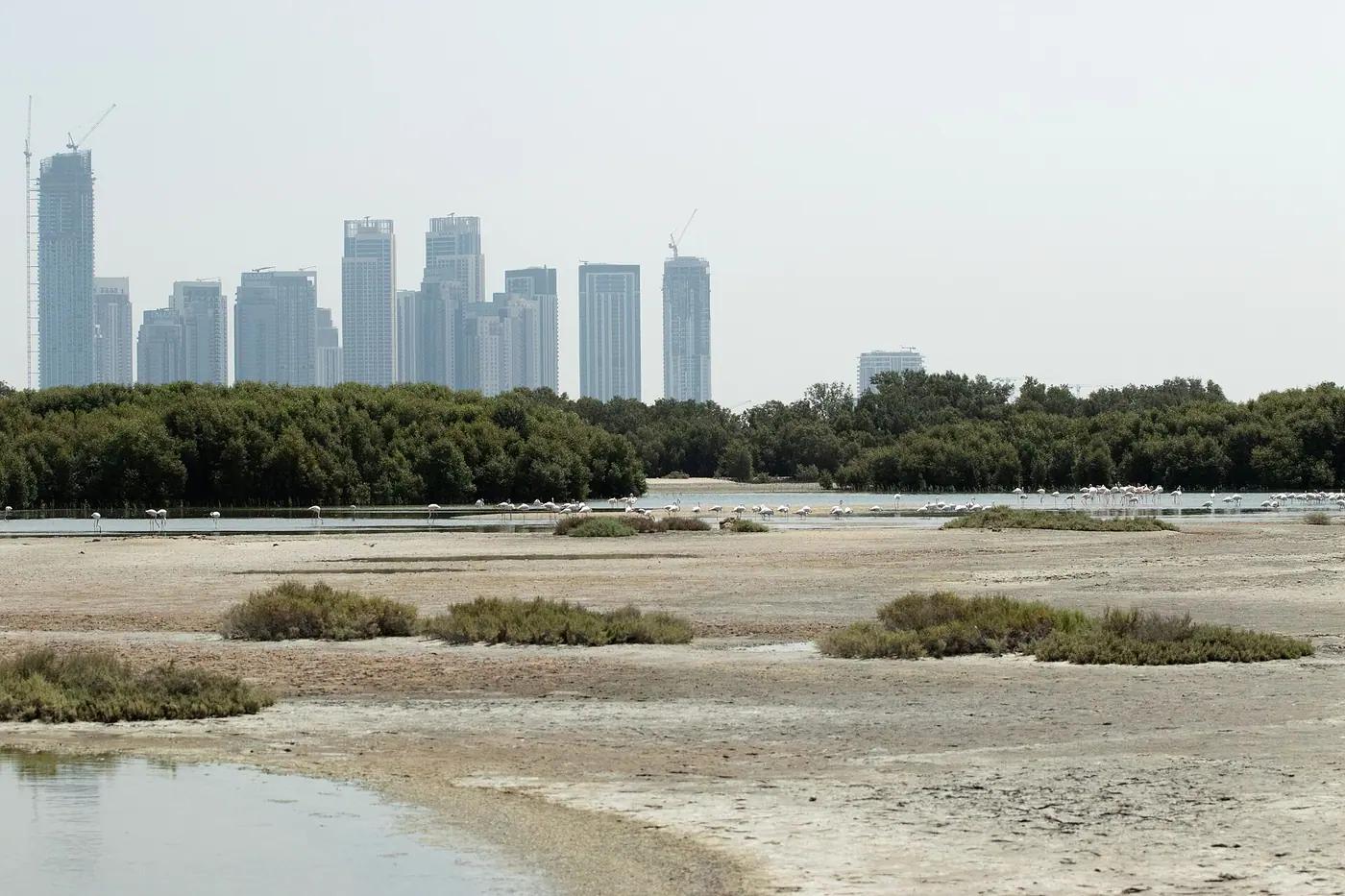 Greater flamingos feeding in the Ras Al Khor lagoon with the Dubai skyline behind