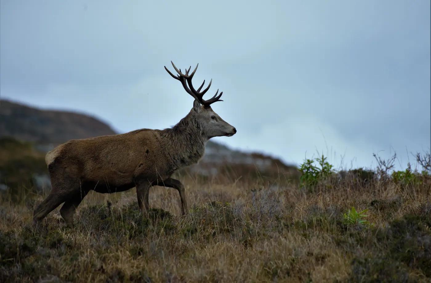 A red deer stag on the Ardnamurchan peninsula in the Scottish Highlands, United Kingdom