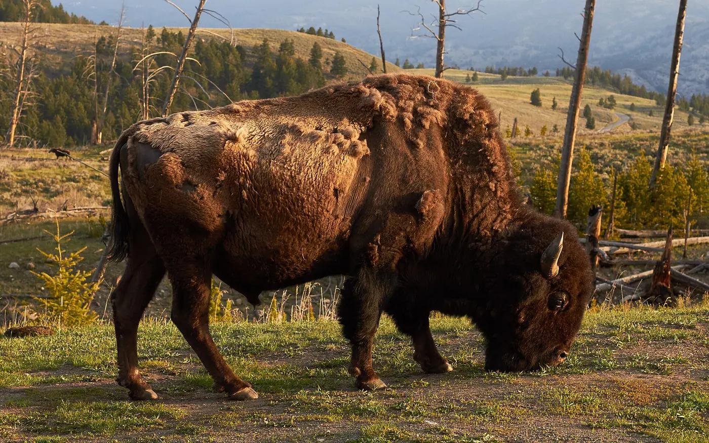 An American bison grazing in Yellowstone National Park, United States
