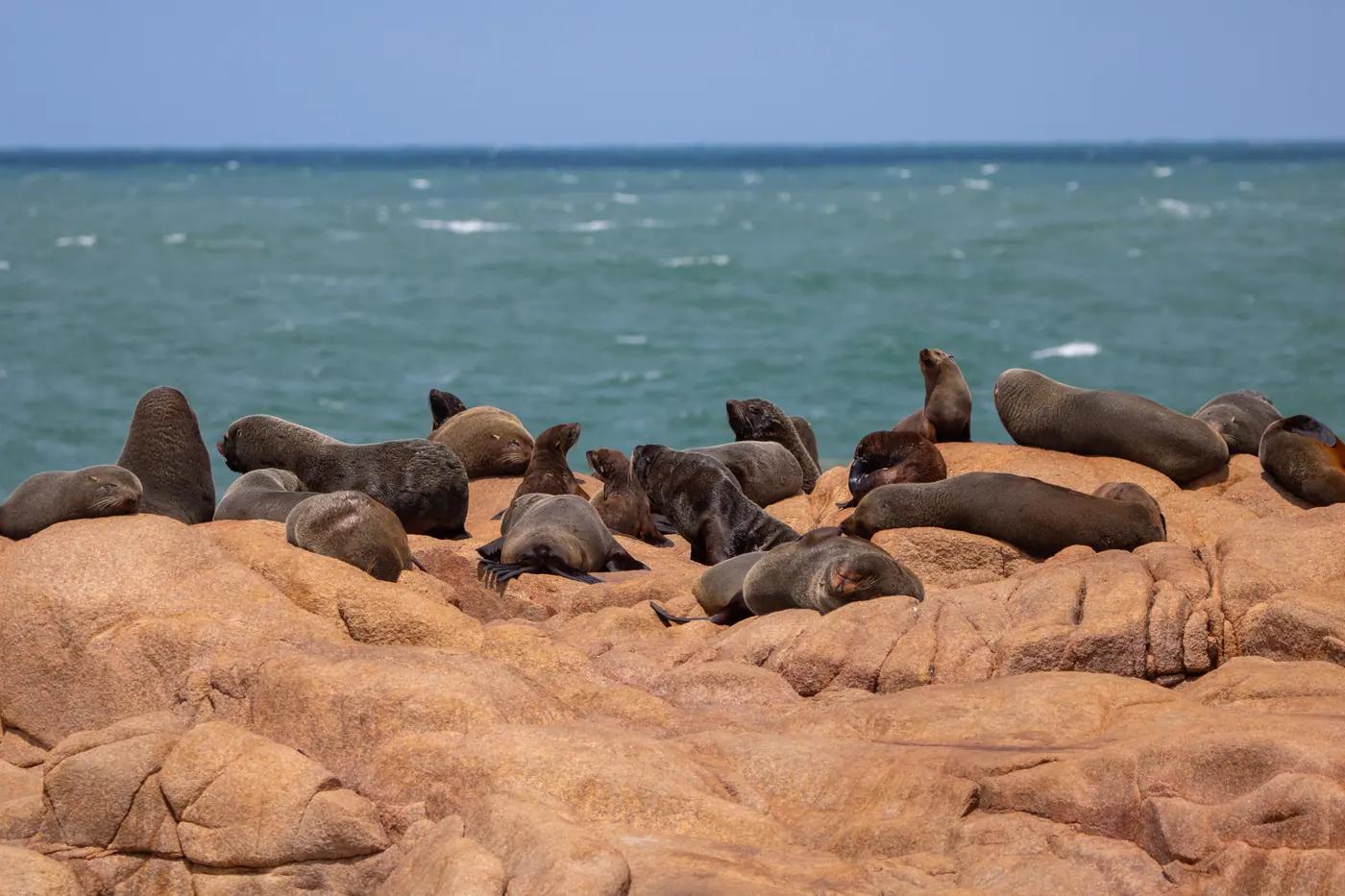 South American sea lions at Cabo Polonio, Uruguay