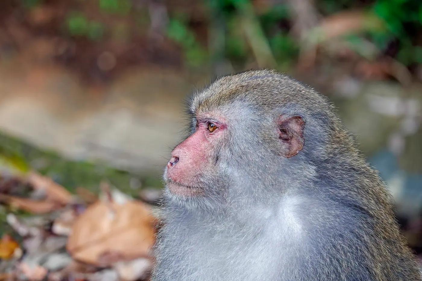 A red-shanked douc langur in the forest of the Son Tra peninsula, Vietnam