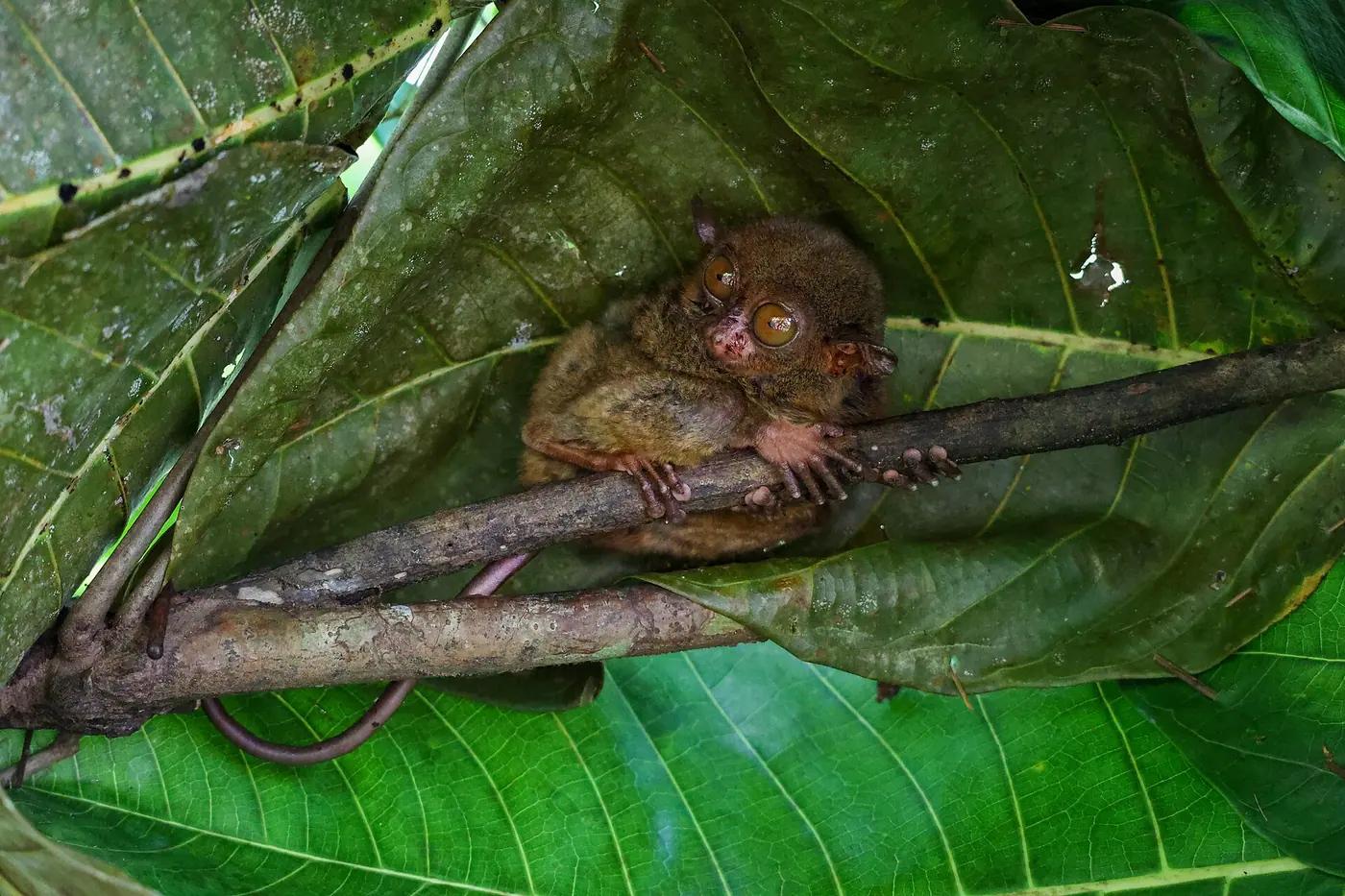A Philippine tarsier clinging to a sapling in the Bohol forest