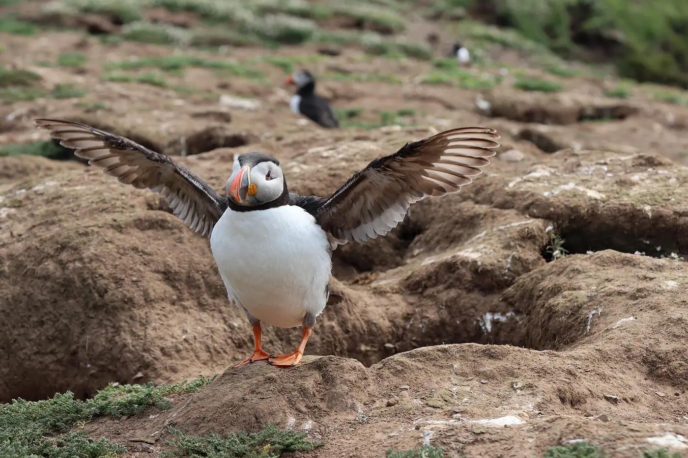 An Atlantic puffin on the cliff-top path at the Wick, Skomer Island, Pembrokeshire