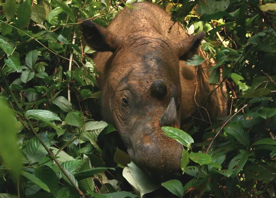 A Sumatran rhinoceros at the Sumatran Rhino Sanctuary in Way Kambas National Park