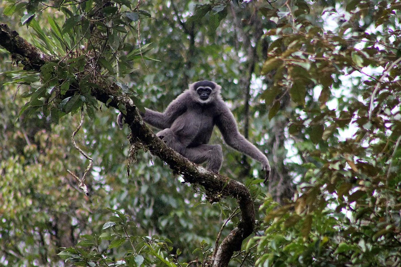 A Javan gibbon climbing through rainforest trees on Java, Indonesia