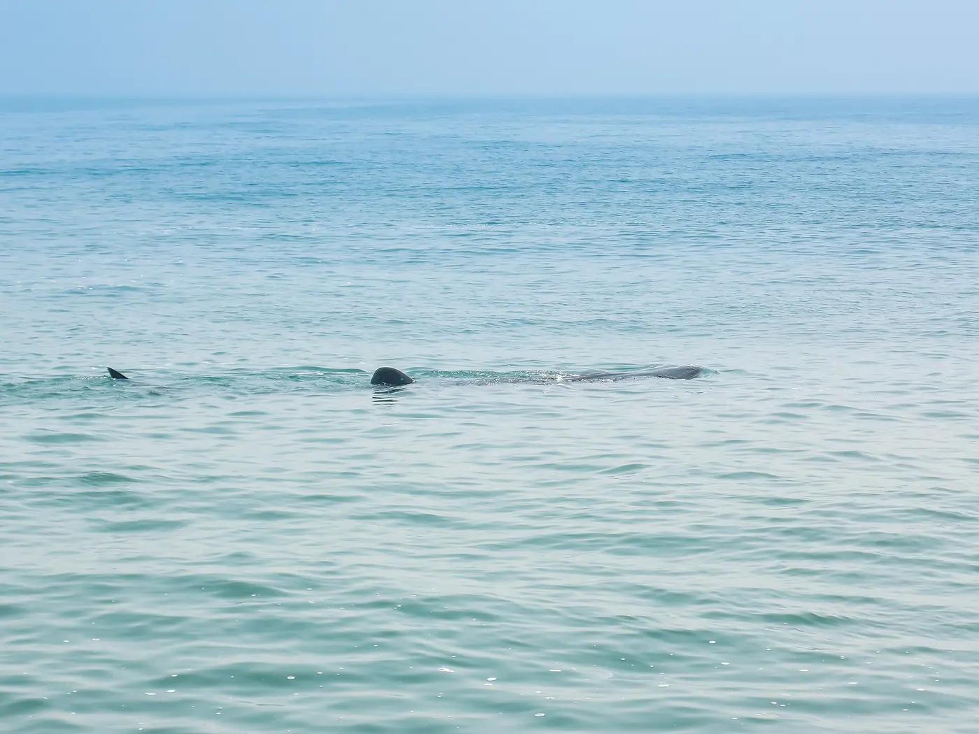 A whale shark feeding at the surface off Isla Holbox, Yucatán Peninsula