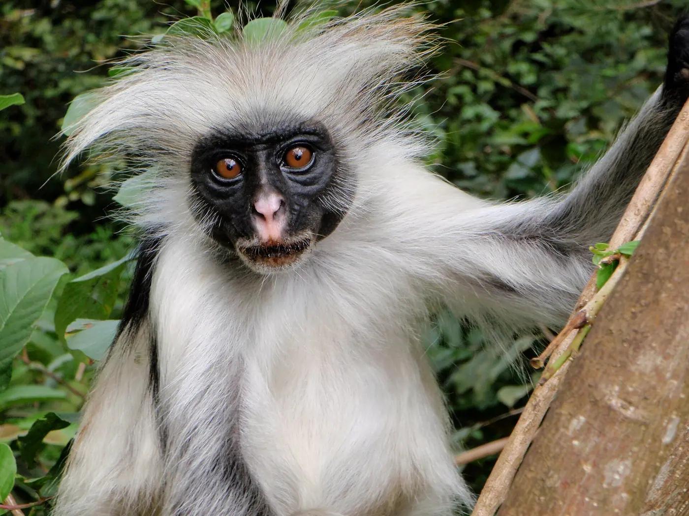 A Zanzibar red colobus monkey in the trees of Jozani forest, Zanzibar