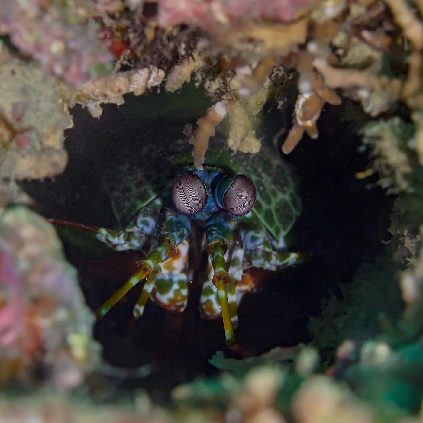Mantis shrimp looking out from its burrow entrance on the reef