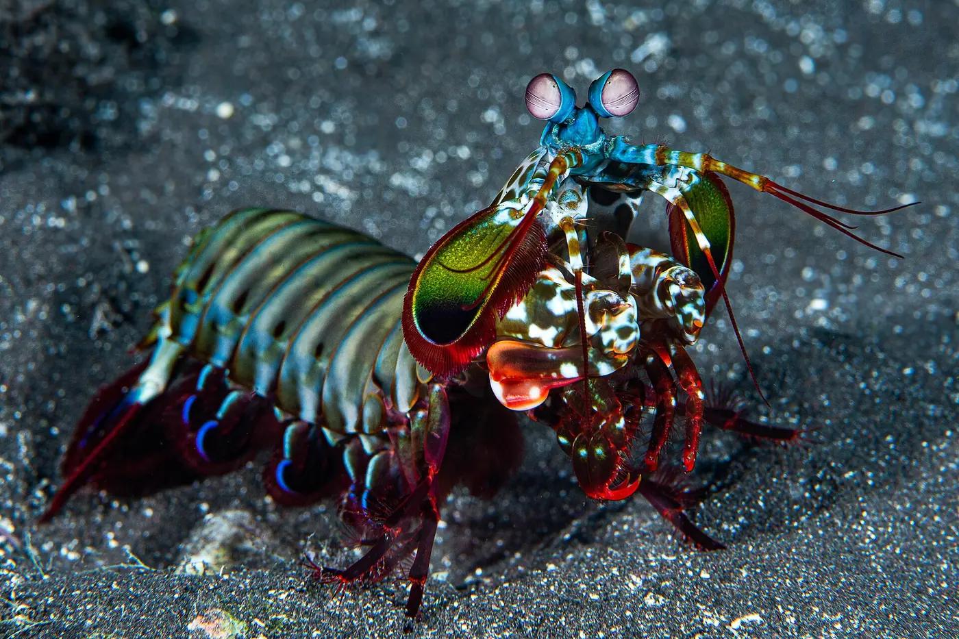Peacock mantis shrimp (Odontodactylus scyllarus) on a coral reef with its stalked eyes raised