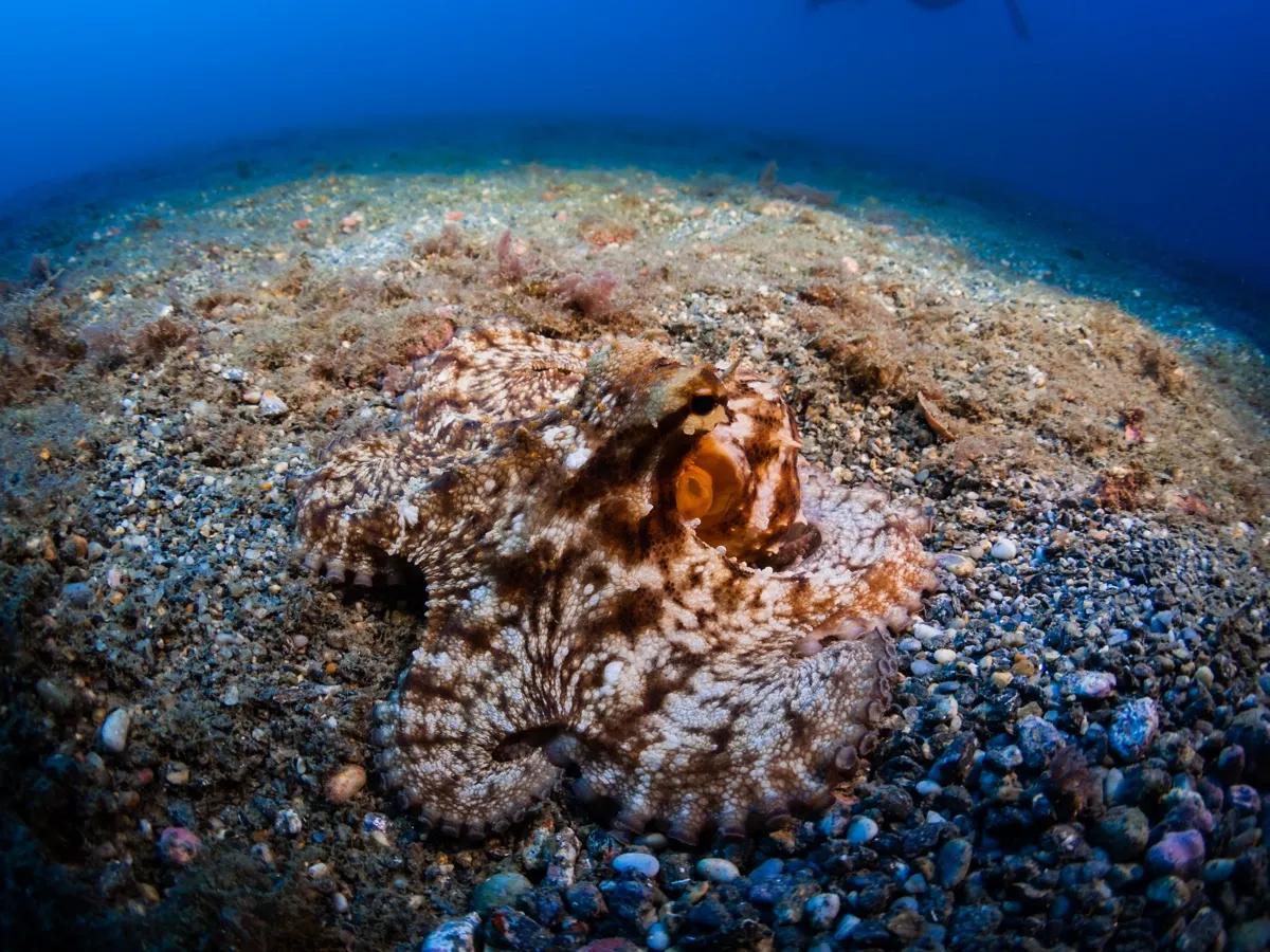 Close-up of octopus camouflage texture, representing adaptation and the power of becoming unreadable