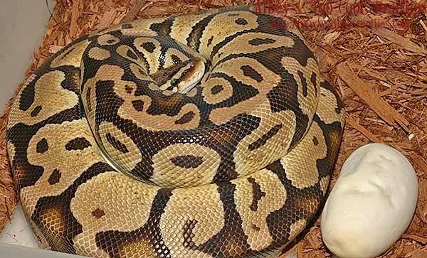 Ball python curled into a protective coil, symbolizing stored energy, self-protection, and inner transformation