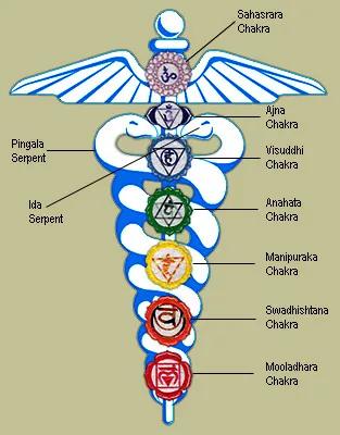 Kundalini serpent imagery rising through the body, symbolizing coiled energy, awakening, and the spine