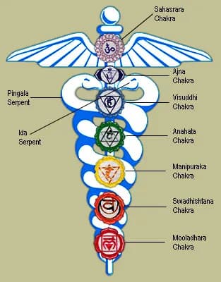 Kundalini serpent imagery rising through the body, symbolizing coiled energy, awakening, and the spine