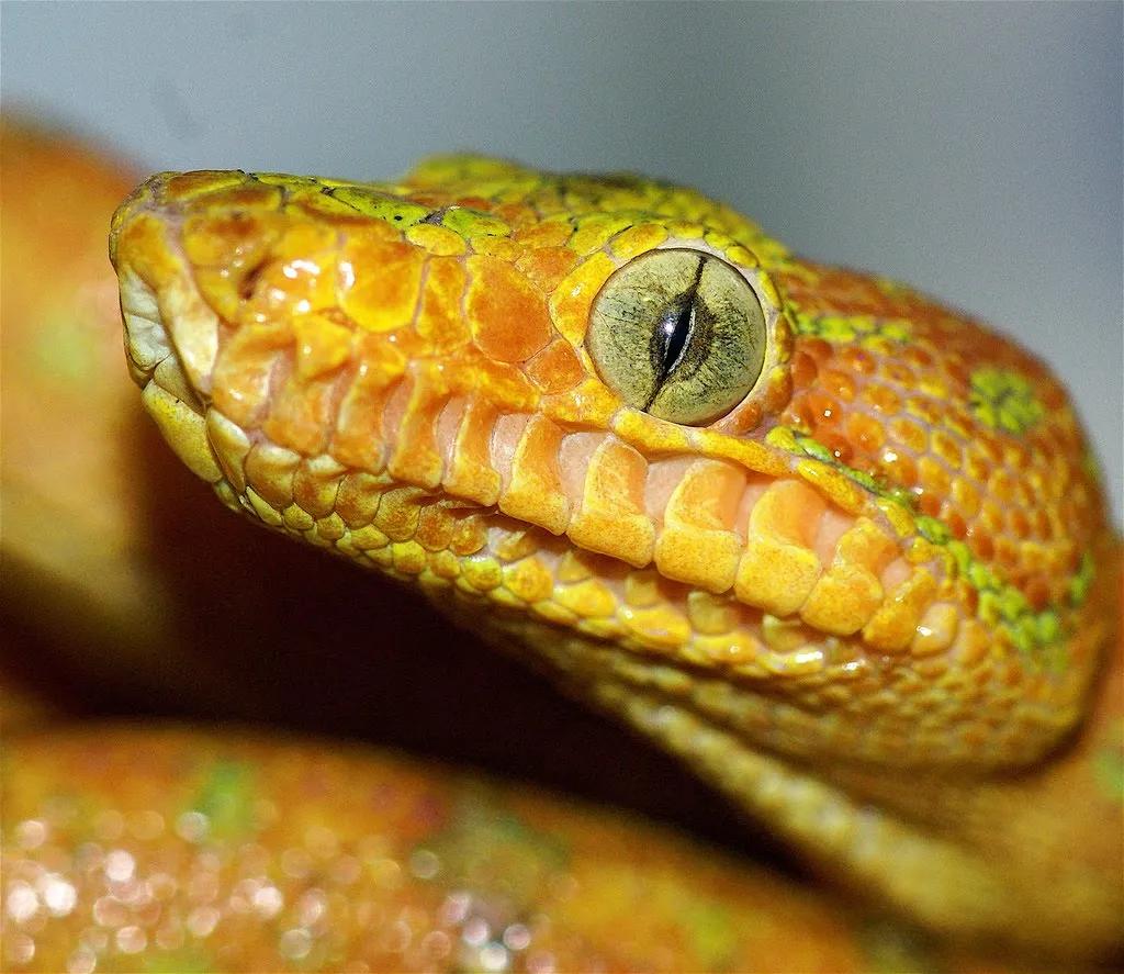 Close-up of a snake eye with a vertical slit pupil, symbolizing focused perception and hidden vision
