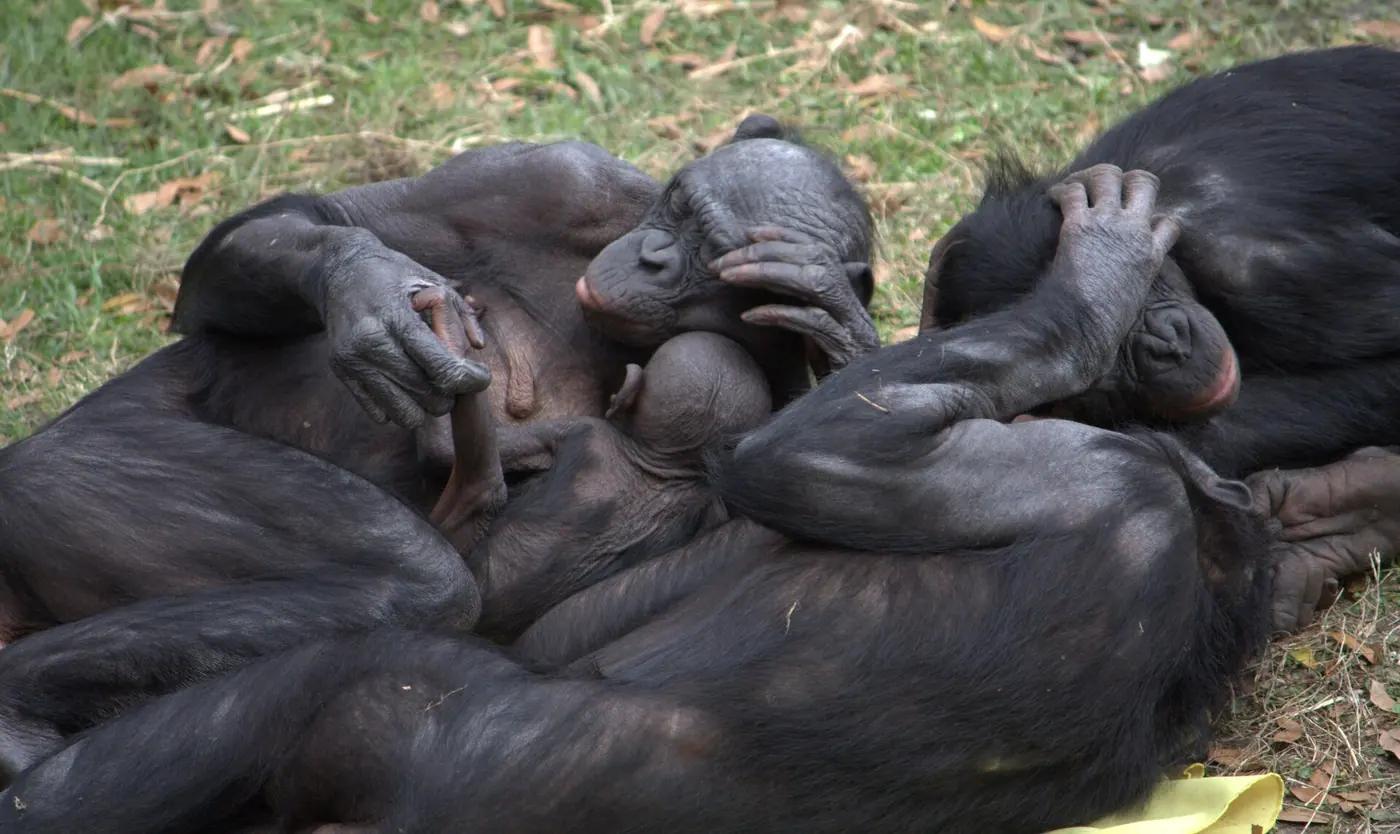 Which Animal Has the Most Sex? The Most Sexually Active Animals, Ranked