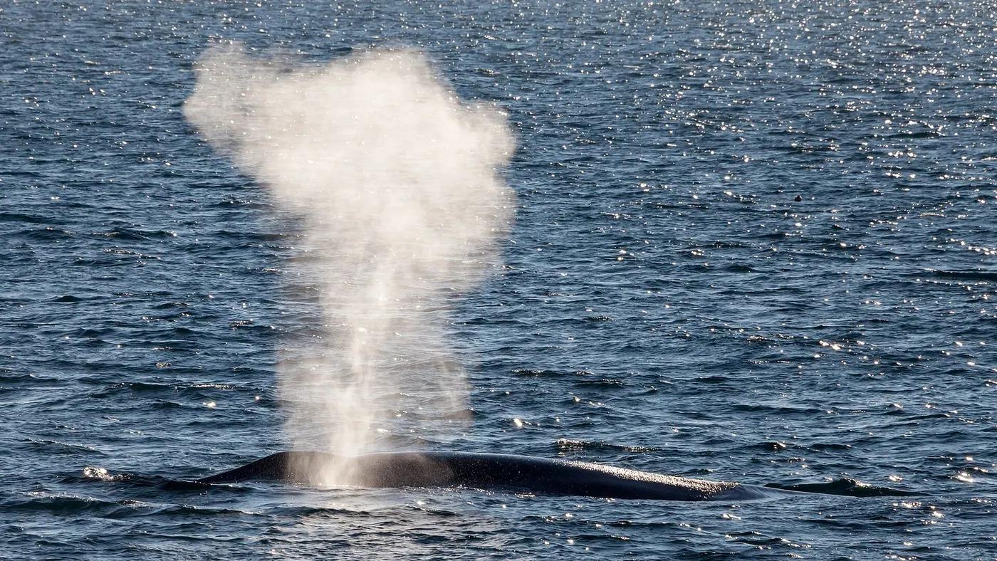 Biggest Animals in the World