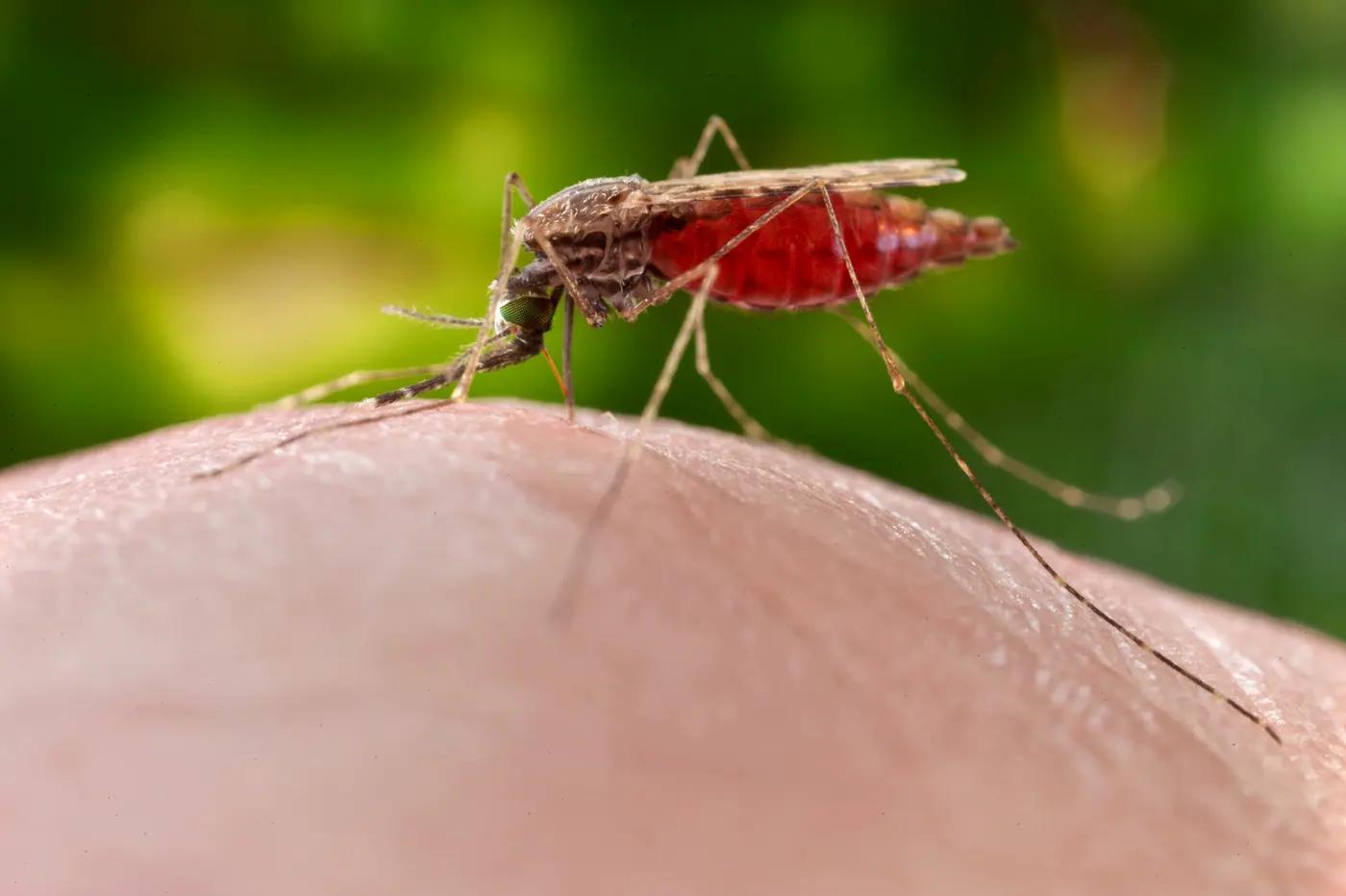Deadliest Animals to Humans in the Wild